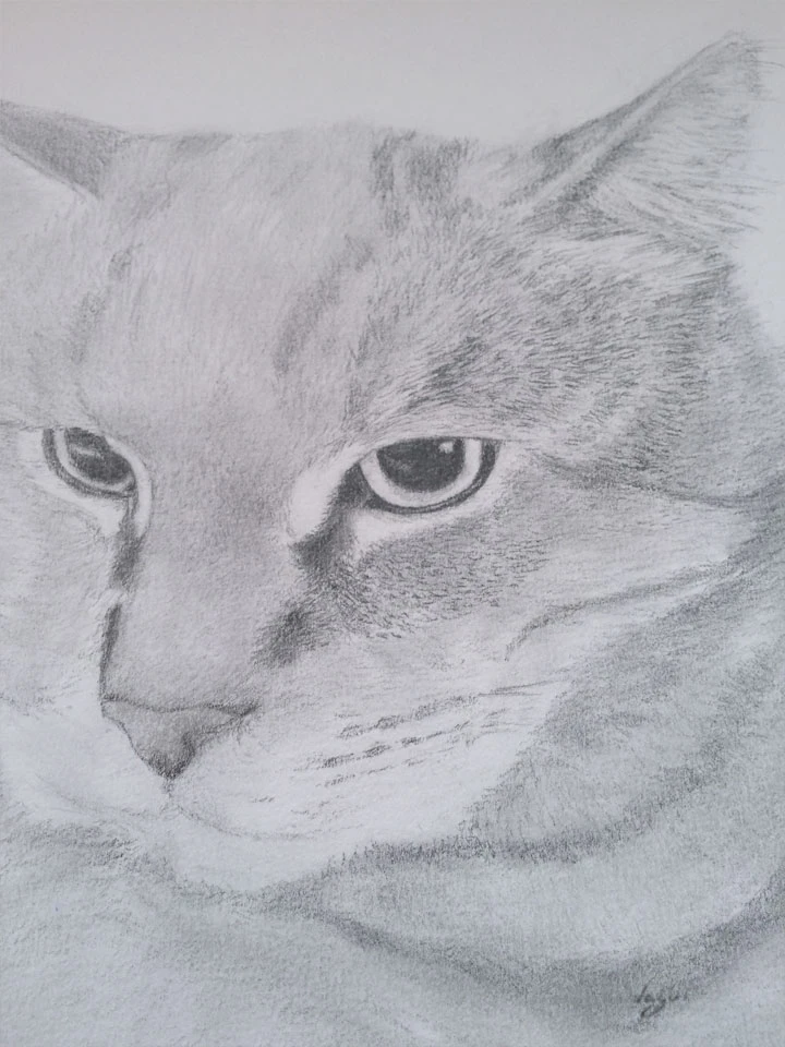 Cat Chat sketch 6