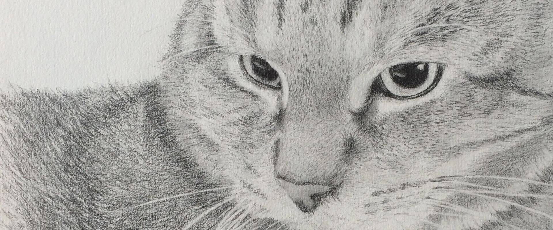 Header Cat Chat