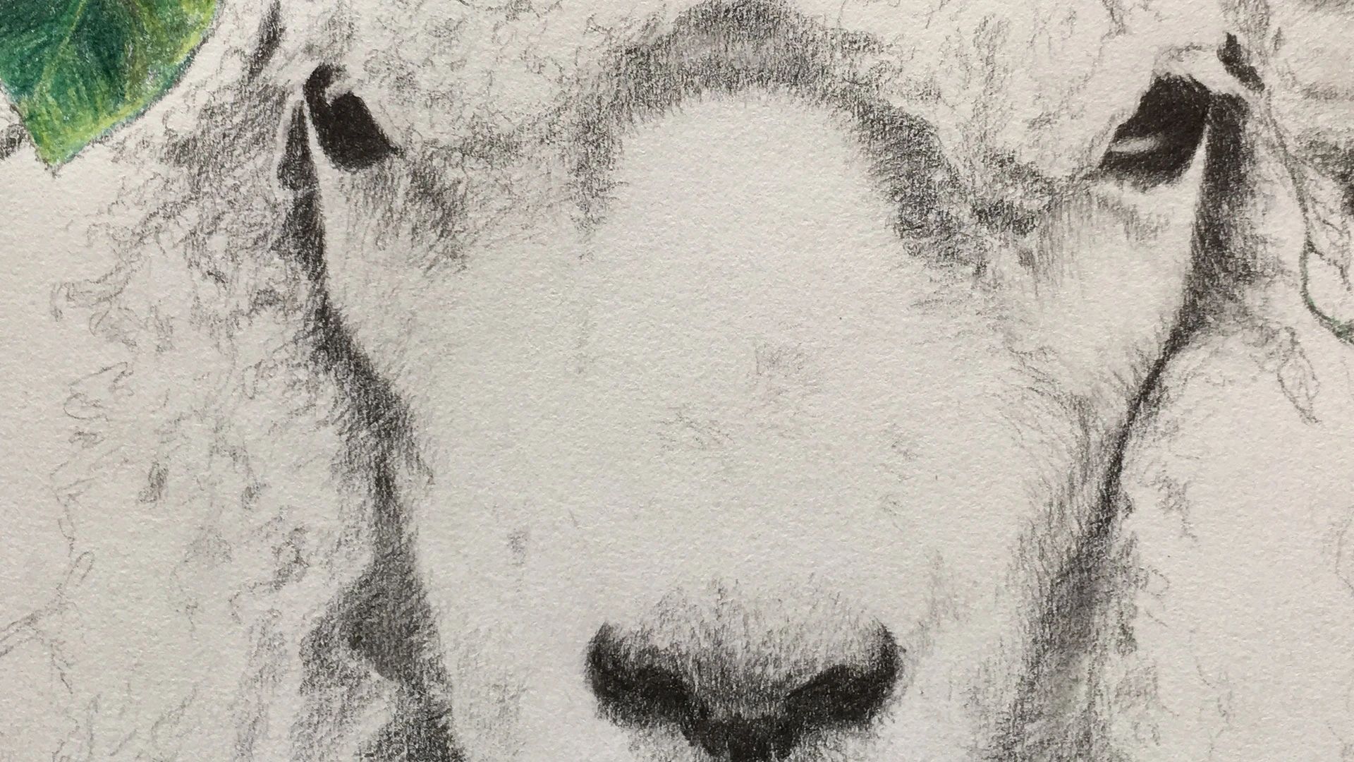 Header Hippie Sheep
