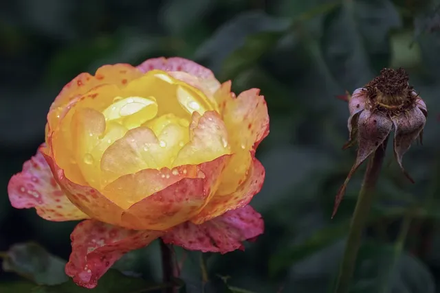 Rose Ink