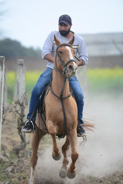 Horse Ink
