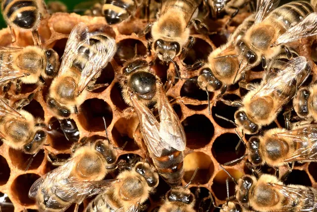 Honey Ink