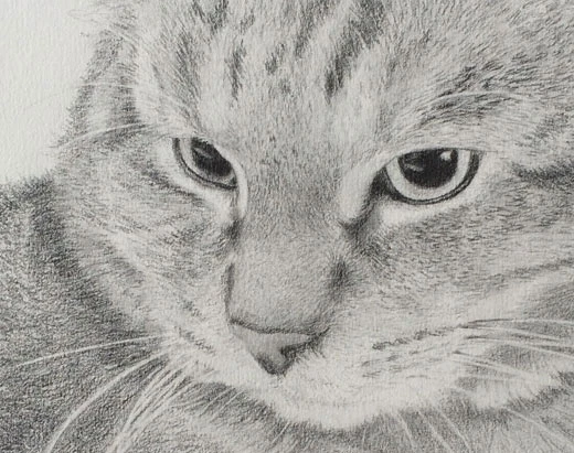 Cat Chat